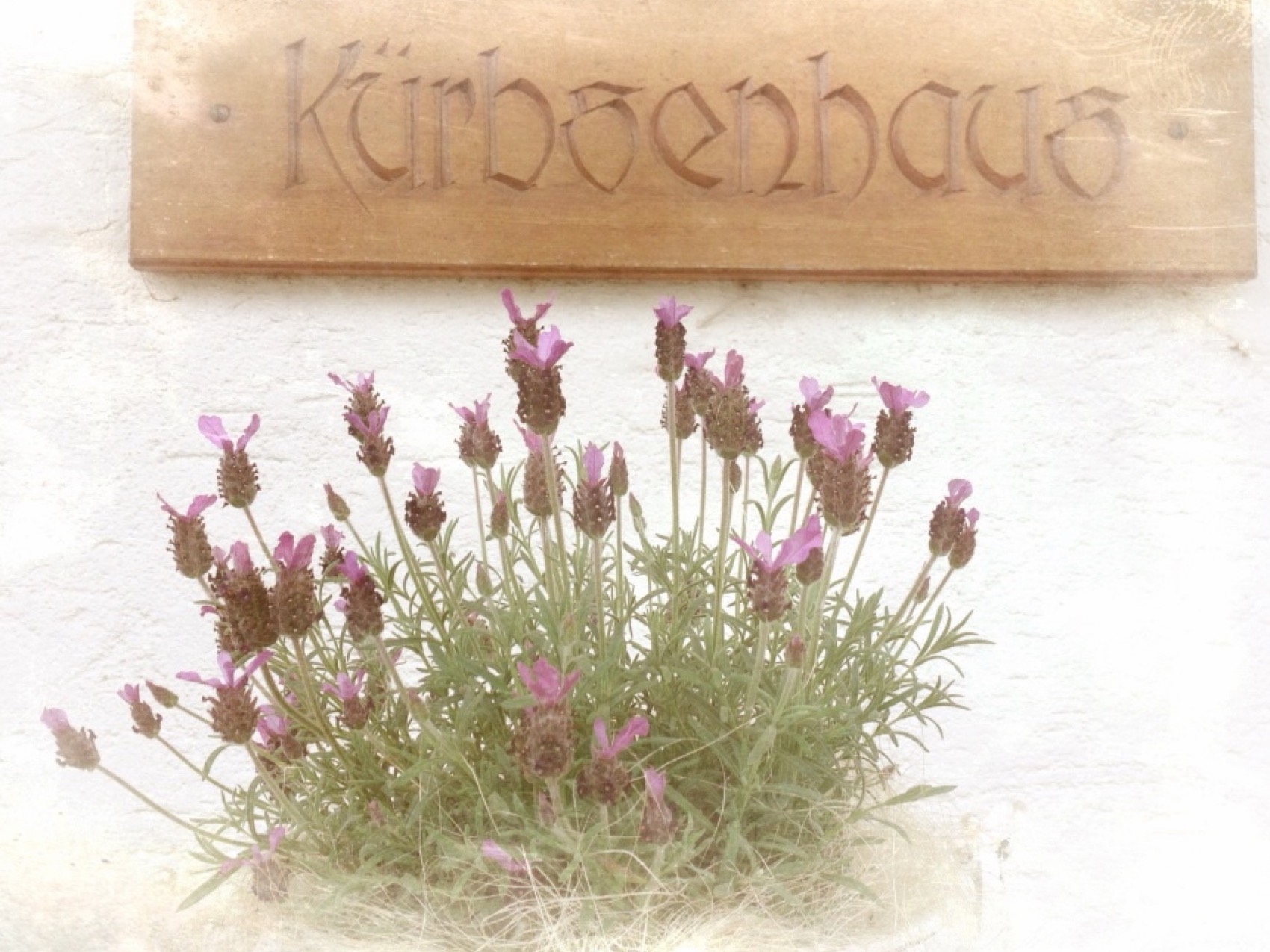 Holzschild «Kürbsenhaus» an der weissen Hauswand, davor Lavendel